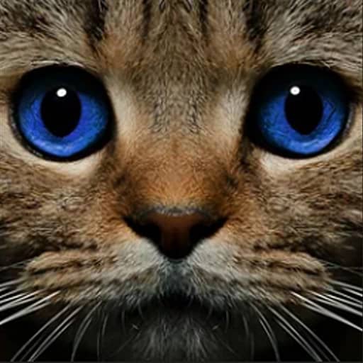 Find the Ghost Cat - Free Online Game